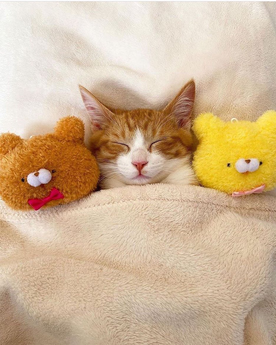 kitty :) kitty :)